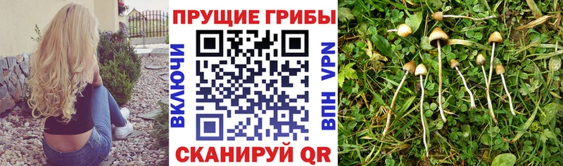 Псилоцибиновые грибы прущие грибы  где найти   Чита 